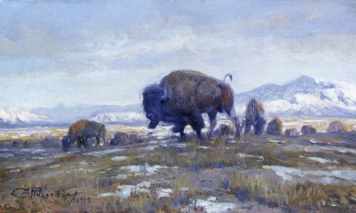 Buffalo Herd